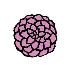 Aina - Chrisanthemum - CD