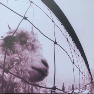 Pearl Jam - VS. - LP - Color